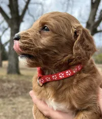 F1-B Mini Goldendoodle Puppy - Chuma – Image 1