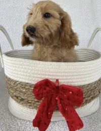 F1-B Mini Goldendoodle Puppy - Snoopy – Image 1