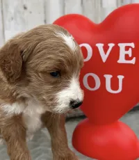 F1-B Mini Goldendoodle Puppy - Champ – Image 1