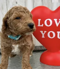 F1-B Mini Goldendoodle Puppy - Charlie – Image 1