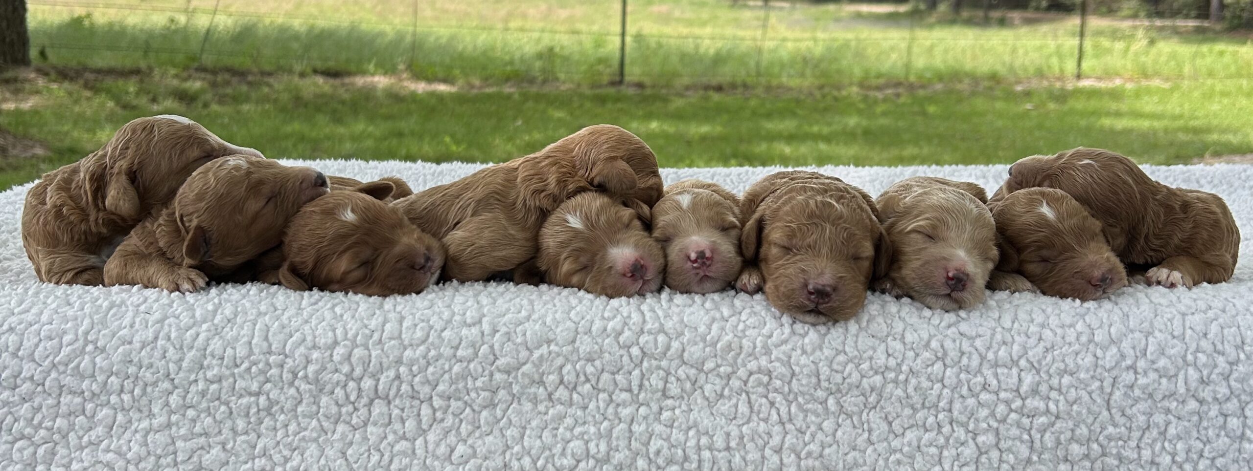 F1-B Mini Goldendoodle Puppies – Ace + Ollie – Image 2