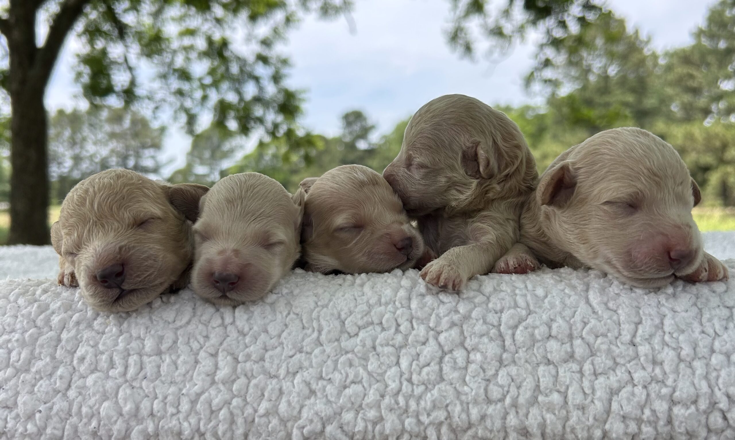 F1-B Mini Goldendoodle Puppies – Tucker and Muffin – Image 2