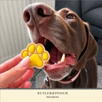 Puppy Iced Paw Biscuits – Pack of 12 – Image 17