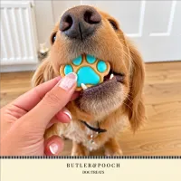 Puppy Iced Paw Biscuits – Pack of 12 – Image 5