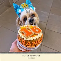 Dog Birthday Cake (Orange) – Image 9