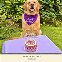 Dog Birthday Cake (Purple) – Image 5