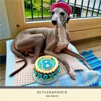 Dog Birthday Cake (Blue) – Image 4