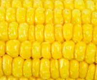 Yellow Maize – Image 1