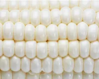 White Maize – Image 1