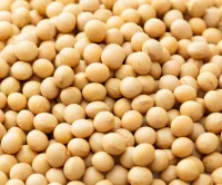Soya Beans – Image 1