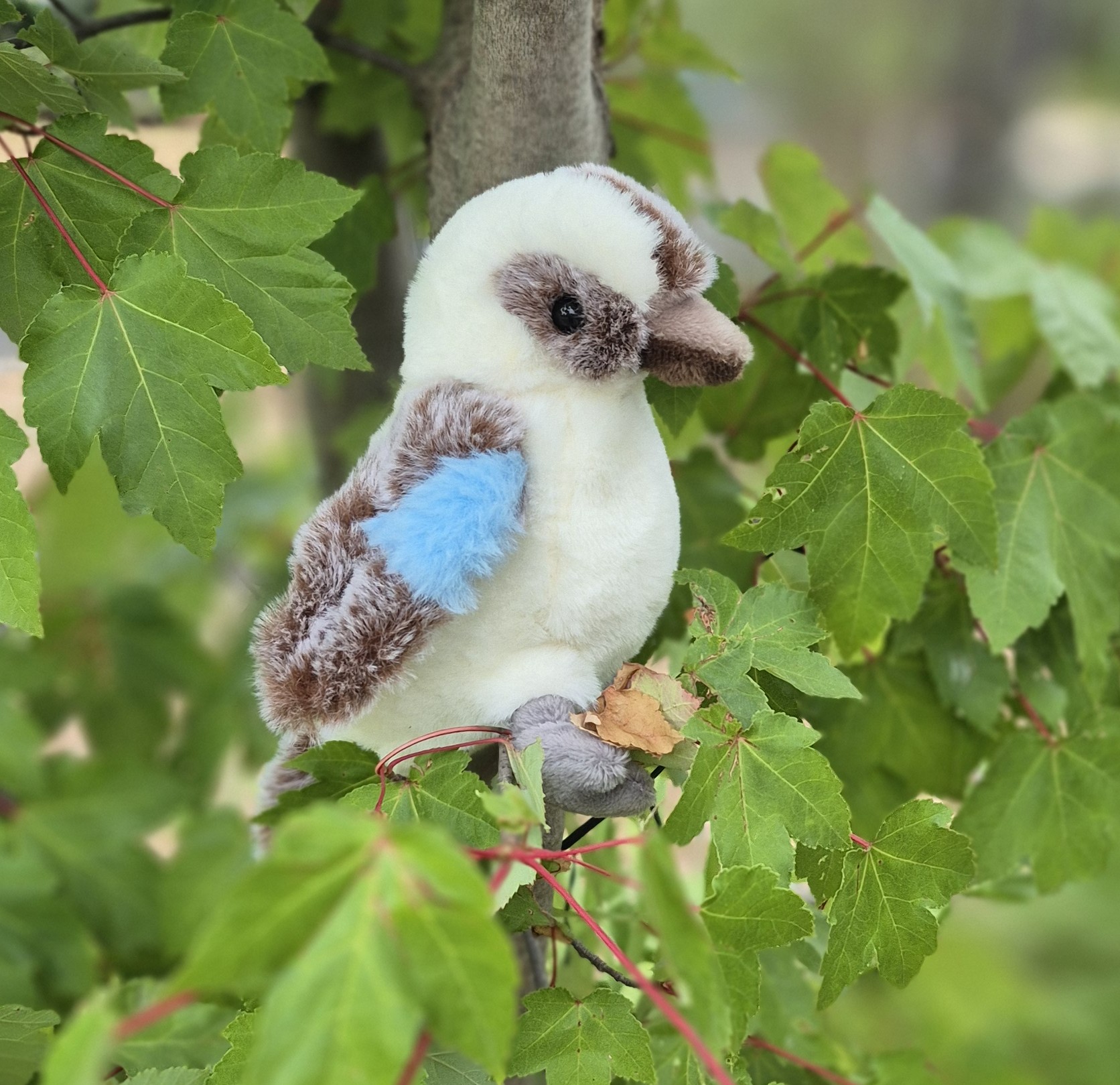 Kookie the Kookaburra Soft Toy – Image 2