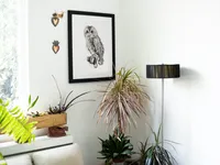Owl – Image 4