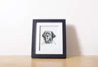 St Bernard – Image 2