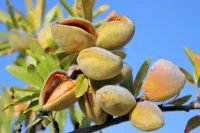 All-In-One Almond – Image 1