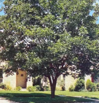 Western Schley Pecan – Image 1