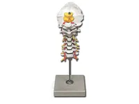 [A00014123] - Colonna cervicale – Image 1