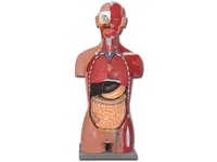[A00014085] - Torso muscolare dual sex aperto dietro - 28 parti – Image 1