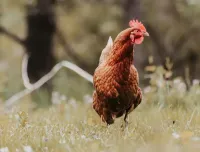 Premium Chicken Feed | Lancaster County PA – Image 1