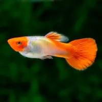 Guppy (PDERT) – Image 1