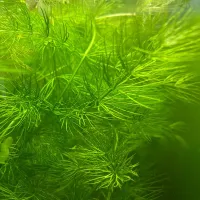 Hornwort – Image 1