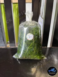 Hornwort – Image 2