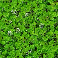 Azolla  – Image 1
