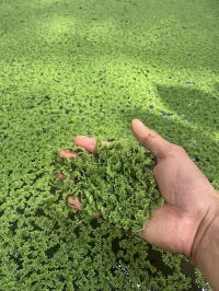Azolla  – Image 2