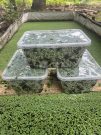 Azolla  – Image 3