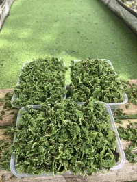 Azolla  – Image 4