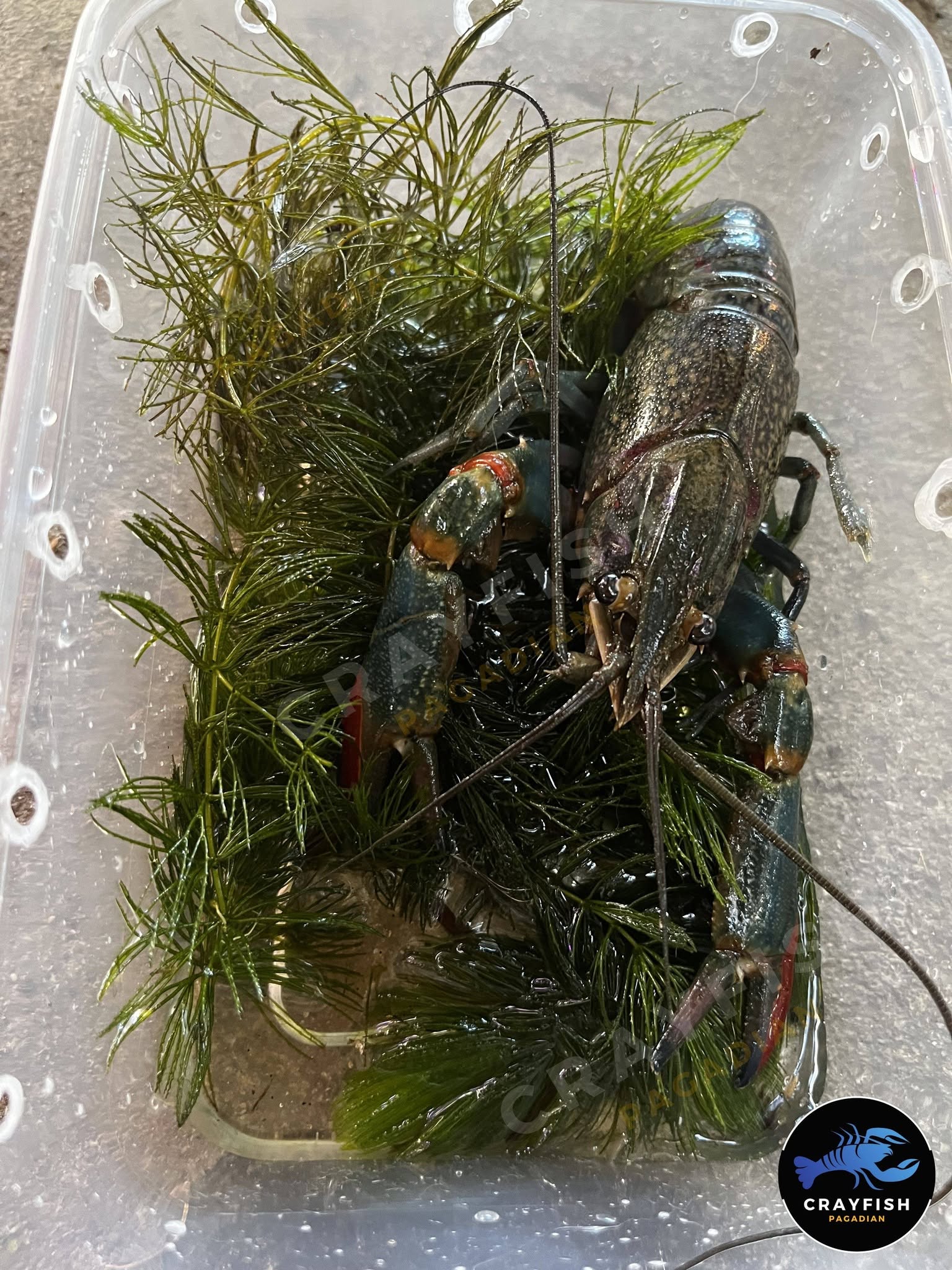 Crayfish Breeders – Image 3