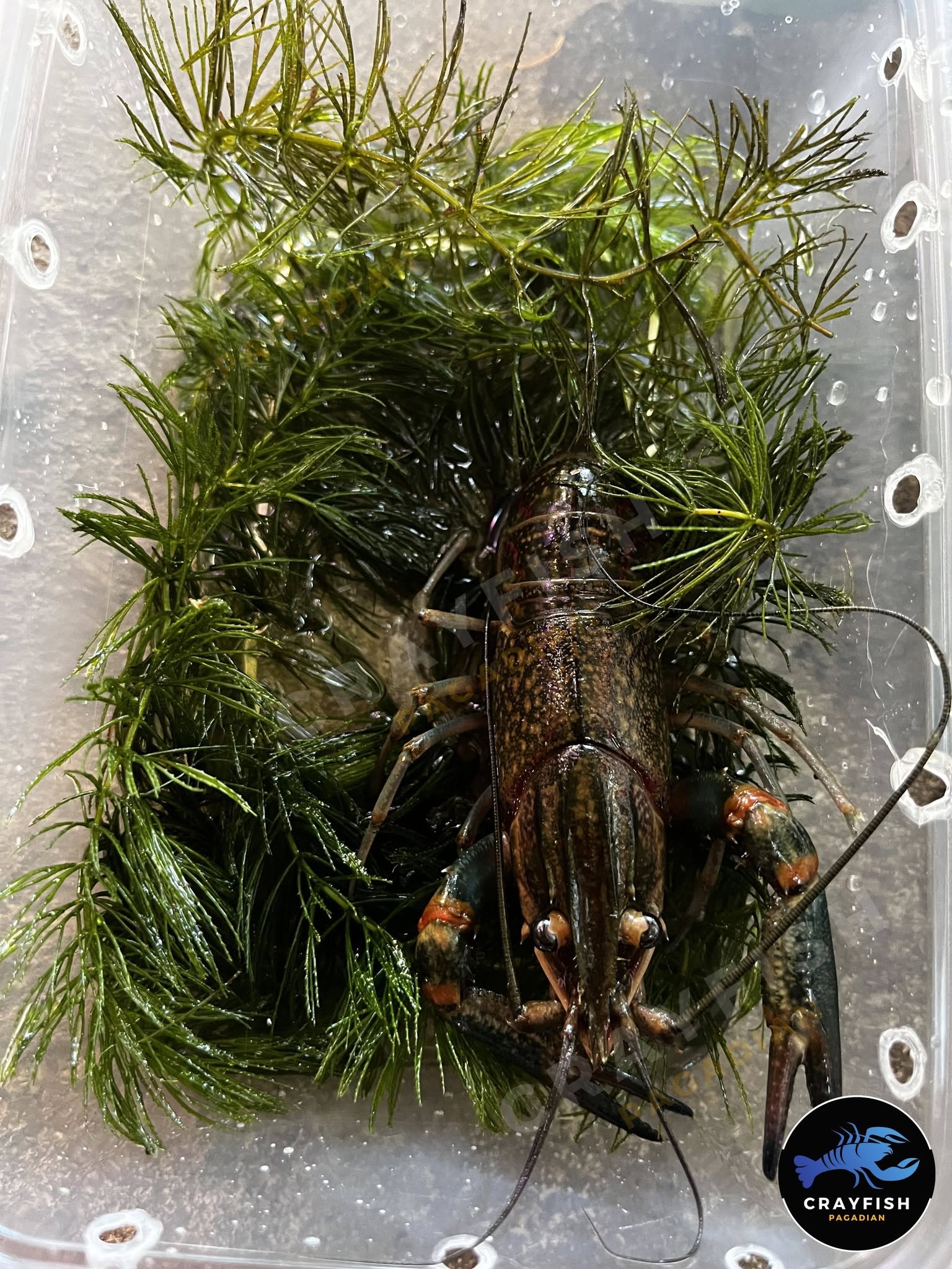 Crayfish Breeders – Image 4