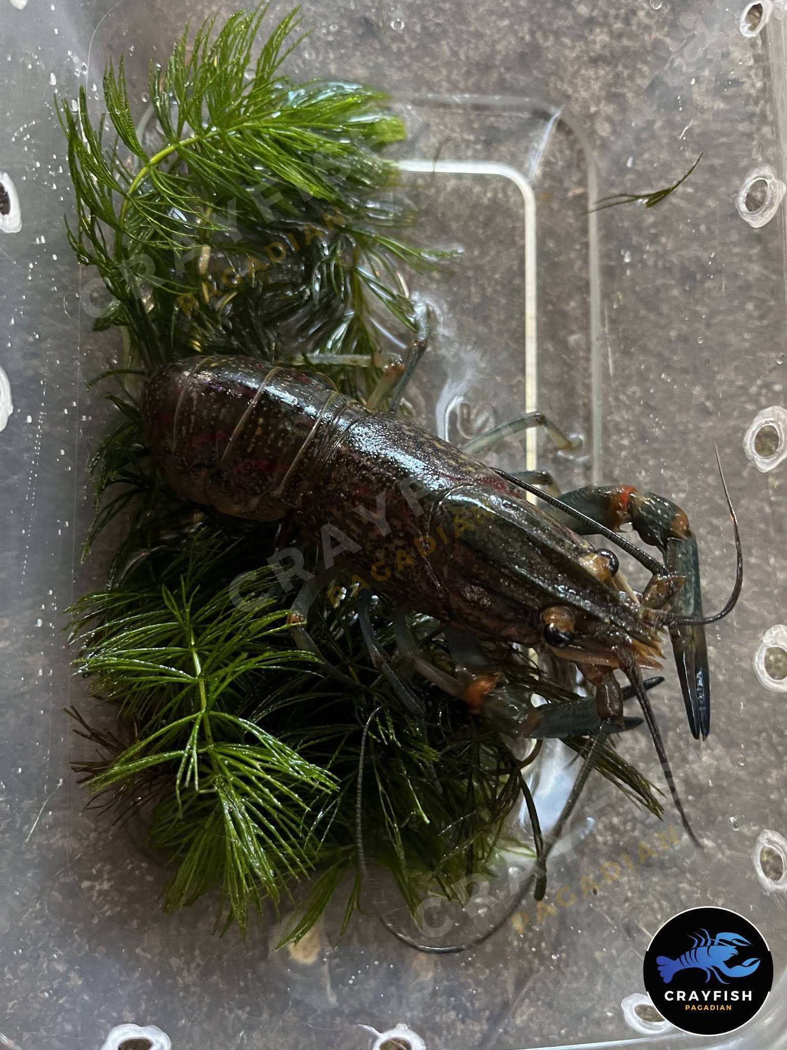 Crayfish Breeders – Image 2