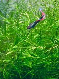 Guppy Grass – Image 1