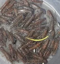 Gendered Juveniles – Image 2