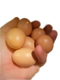 Catering Pack (180 Eggs) – Image 2