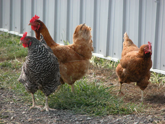 EGGS - ADD ON to your delivery!! DES Moines Metro Only – Image 2