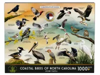 Costal Birds of NC – Image 1