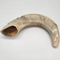Rams Horn - Medium – Image 1