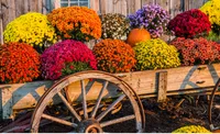 Fall Mums – Image 1
