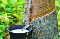 Florida Naturals Calm – Image 2