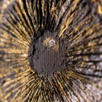 Gânduri  din adincuri – Image 3