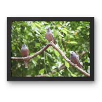 Three in the Treetops – Image 1
