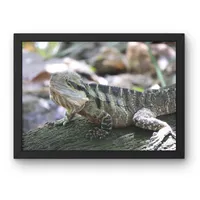 Sunlit Scales – Image 1