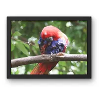 A Moment to Preen – Image 1