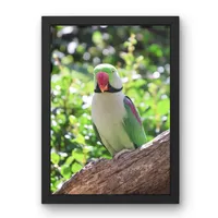 Canopy Calm – Image 1