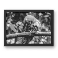 A Moment to Preen – Image 2