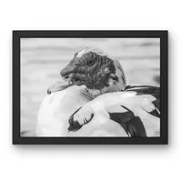 Red-Crowned Calm – Image 2