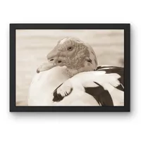 Red-Crowned Calm – Image 3