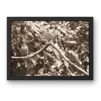 Three in the Treetops – Image 3