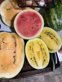 Melon Trio Bundle - 3 Melons – Image 2